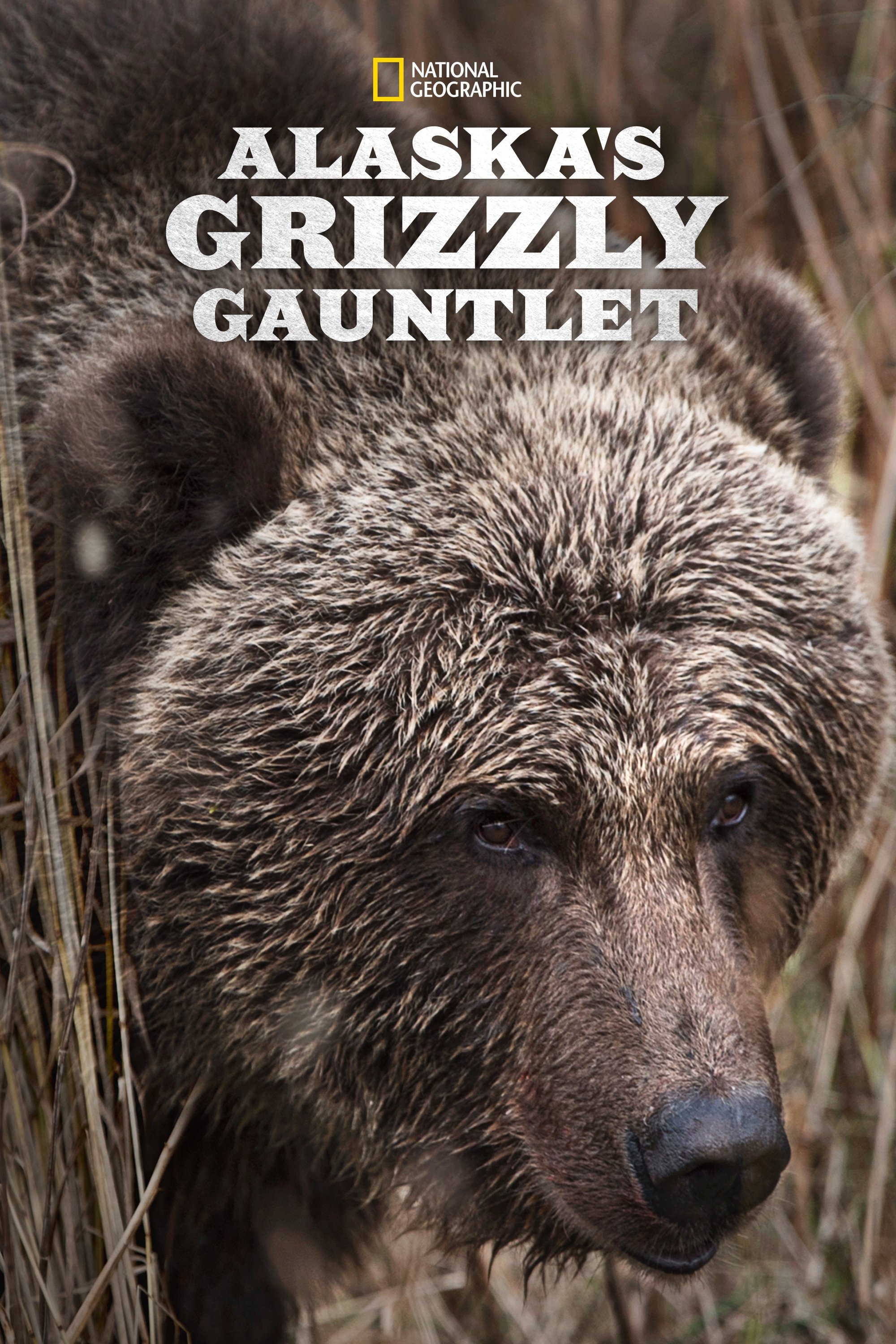 Alaska’s Grizzly Gauntlet